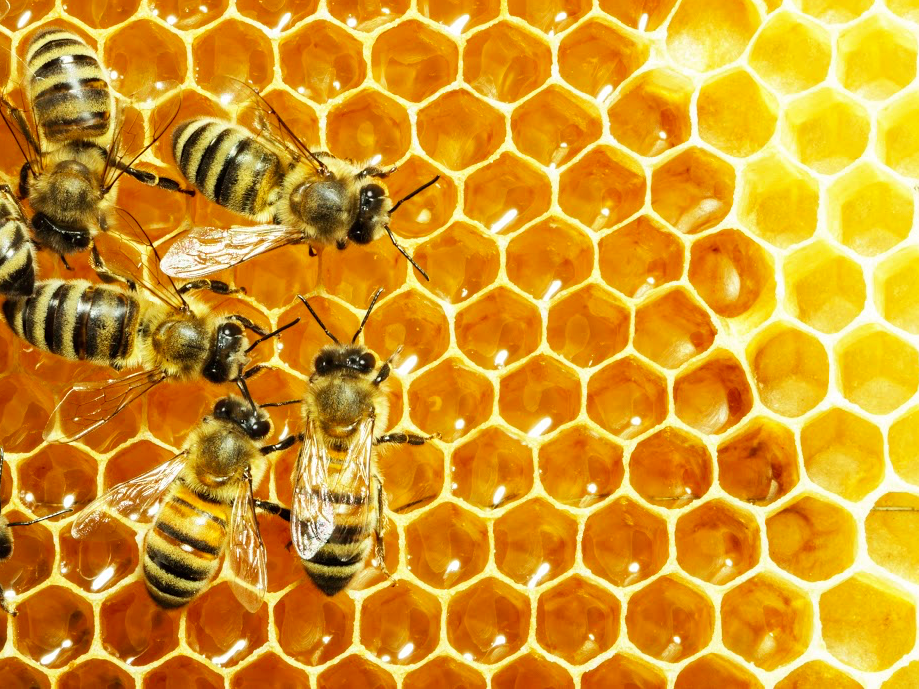 LABE ABEILLE - production de miel